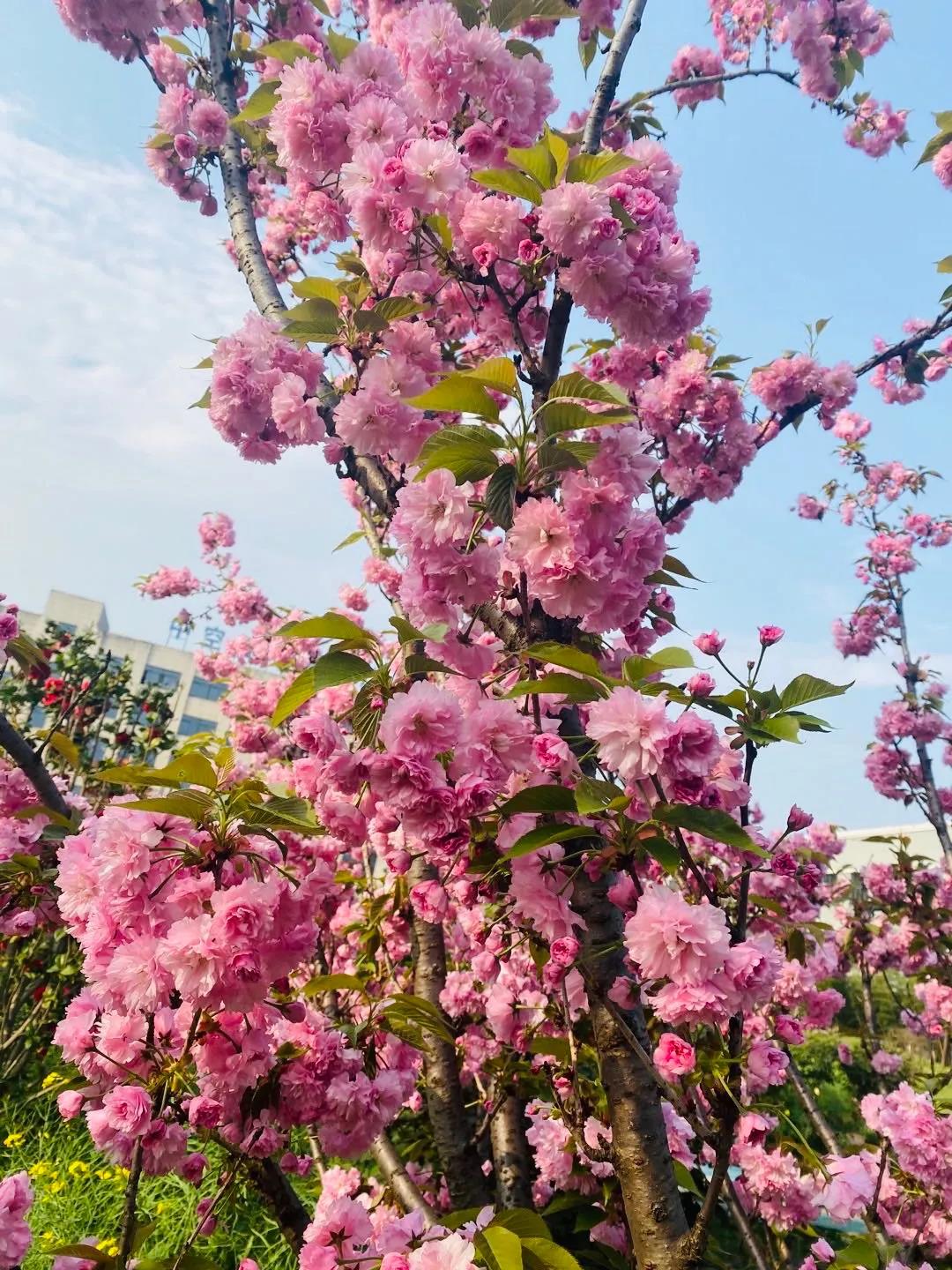 風(fēng)景這邊獨(dú)好！東大環(huán)境美景一覽，請(qǐng)查收